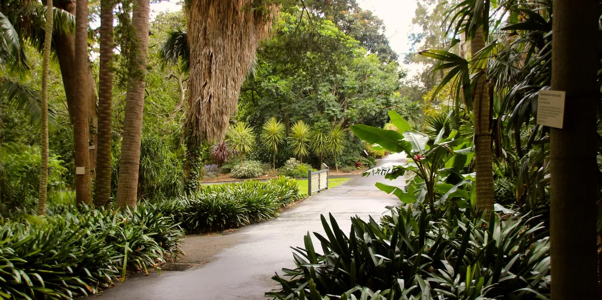 Whispers of Romance: Exploring Sydney's Secret Garden HideawaysIllustration